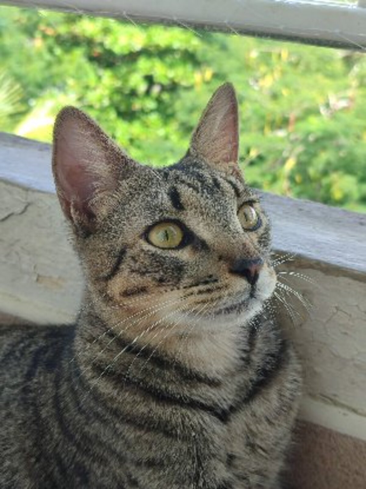 Adoption Numa