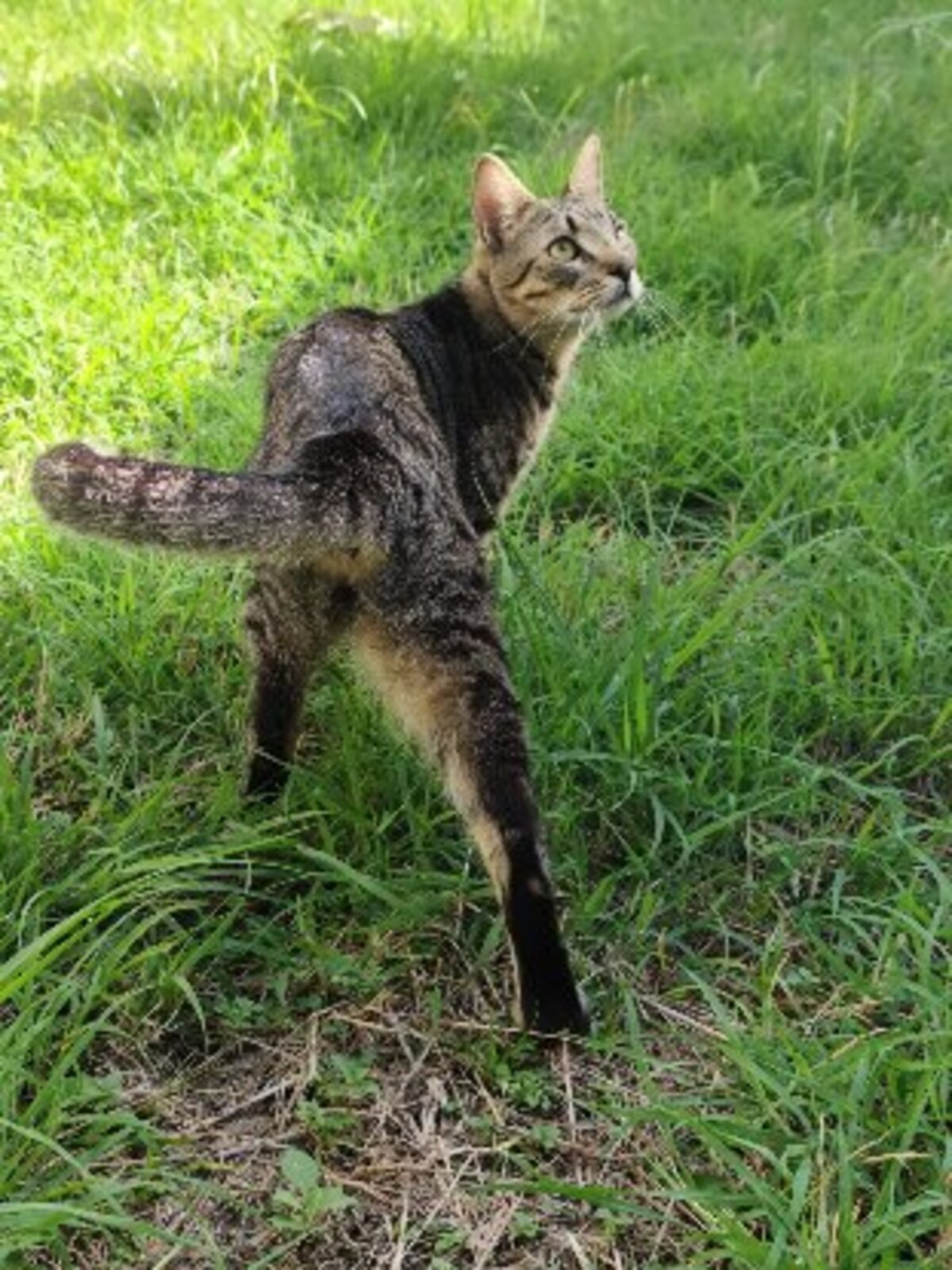 Adoption Numa