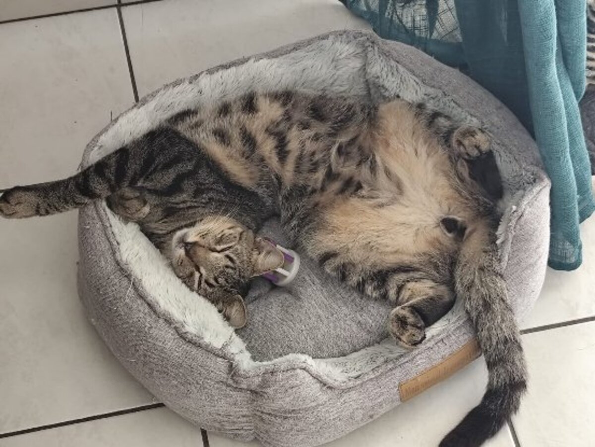 Adoption Numa