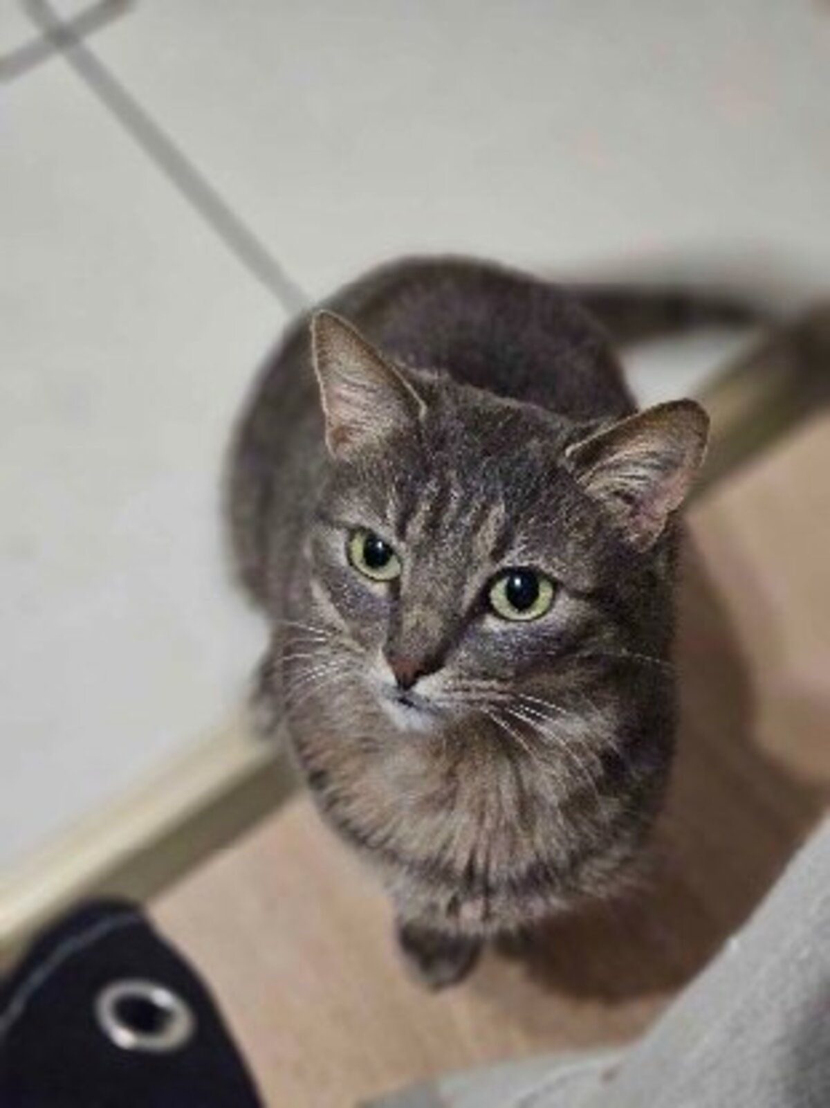 Adoption Nuwa