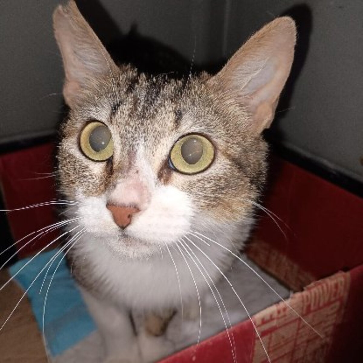 Adoption Nymeria