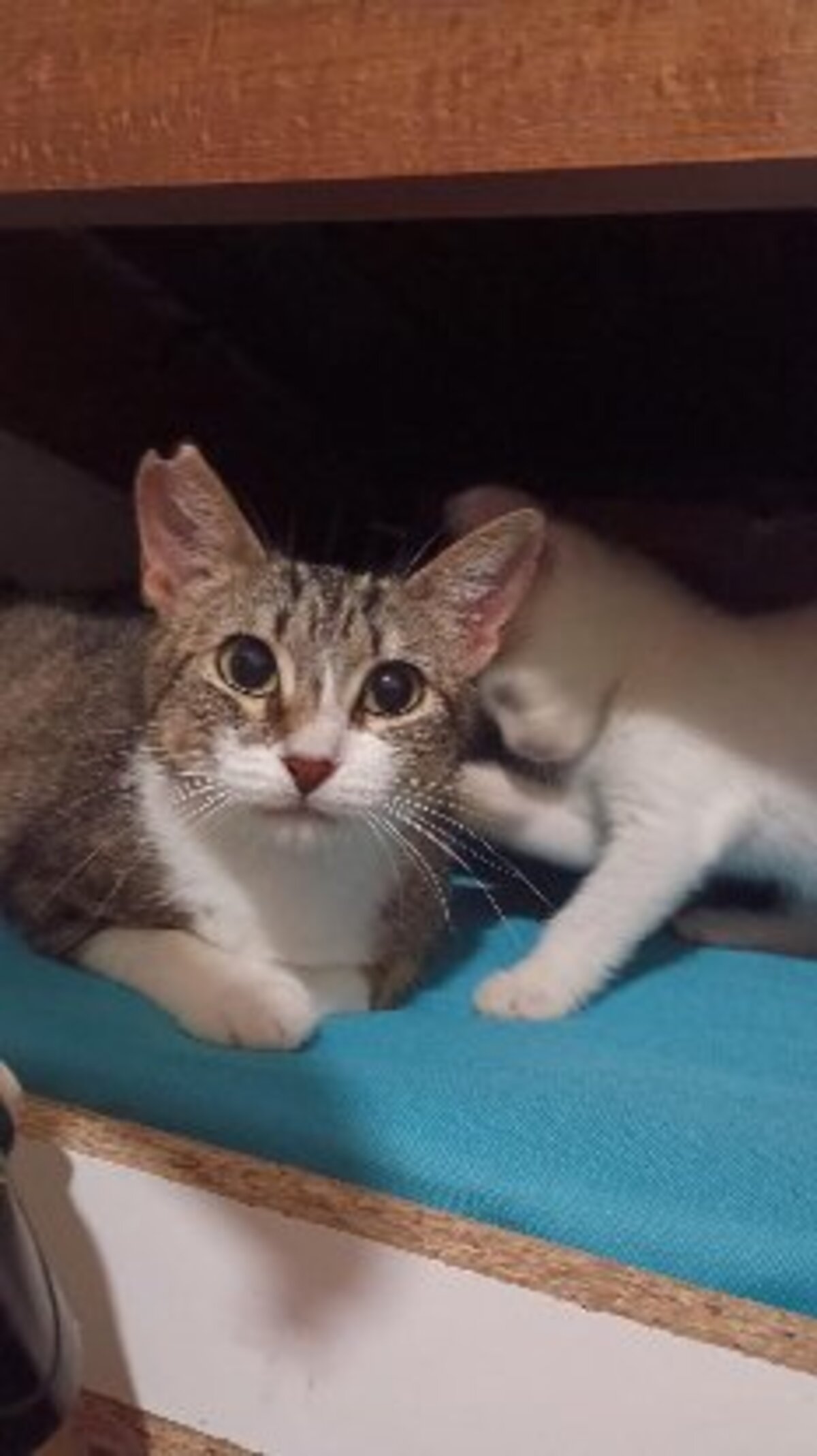 Adoption Nymeria