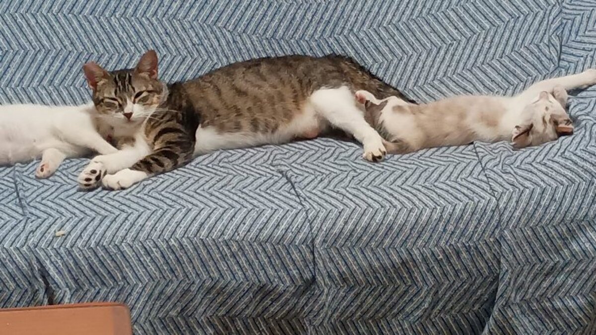 Adoption Nymeria