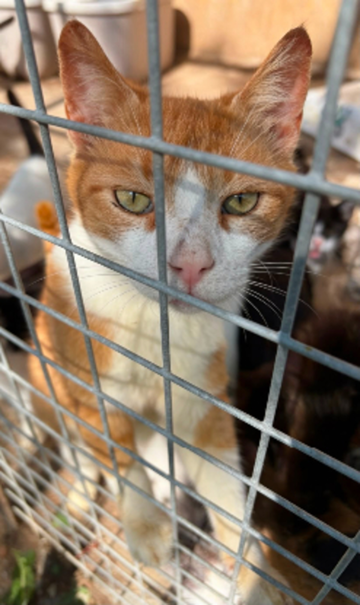 Adoption O'malley