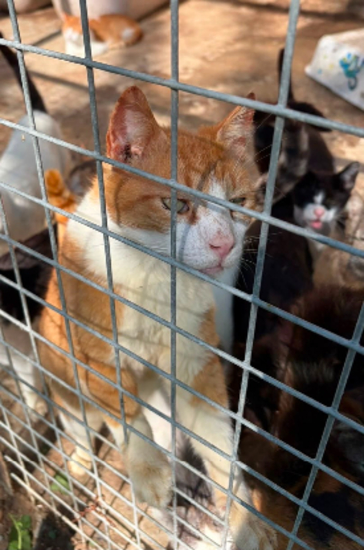 Adoption O'malley
