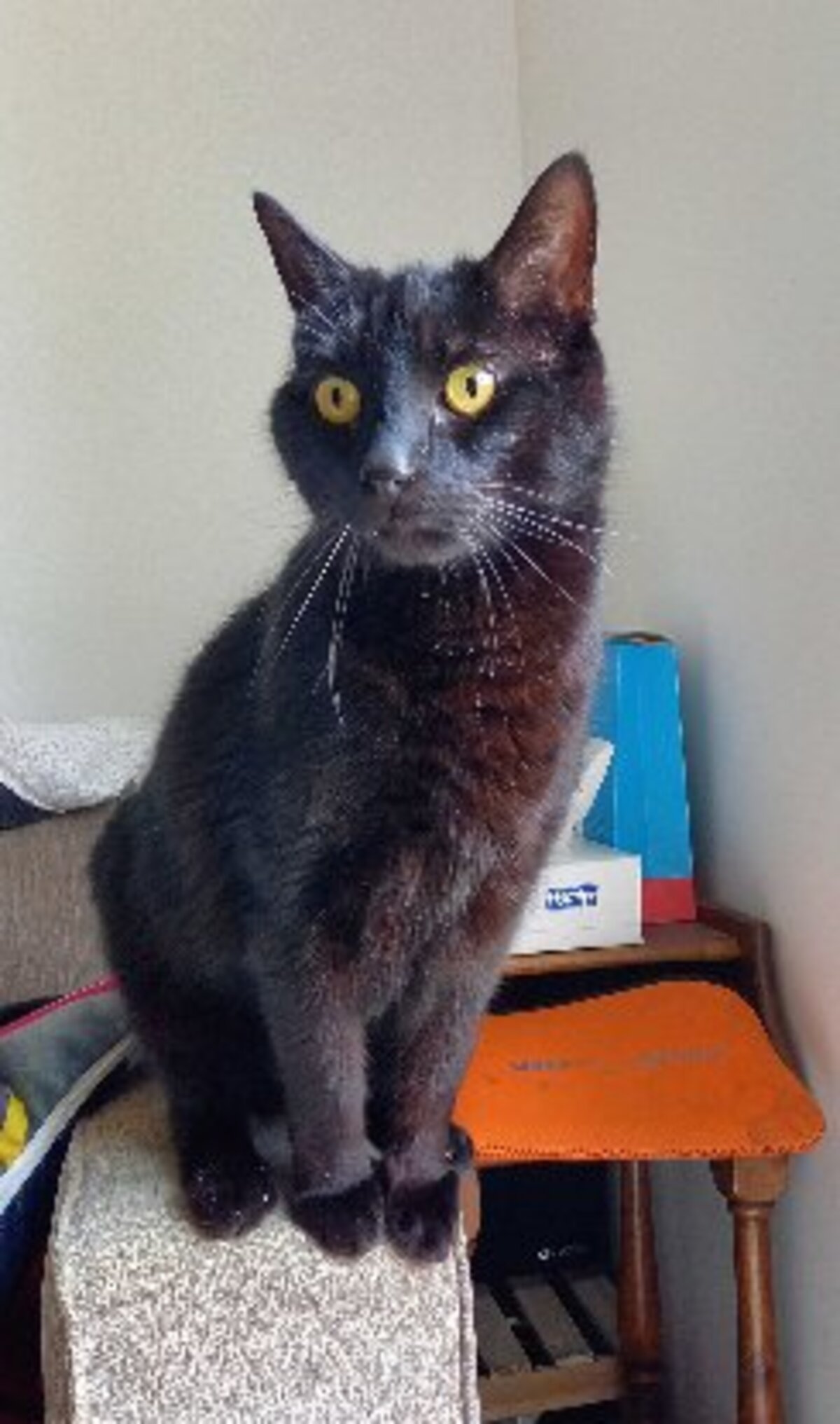 Adoption O'malley