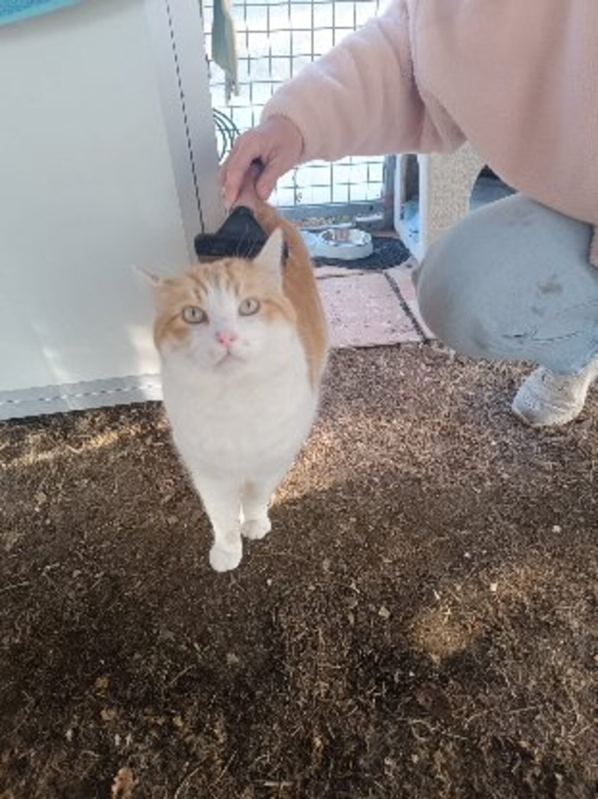 Adoption Oasis
