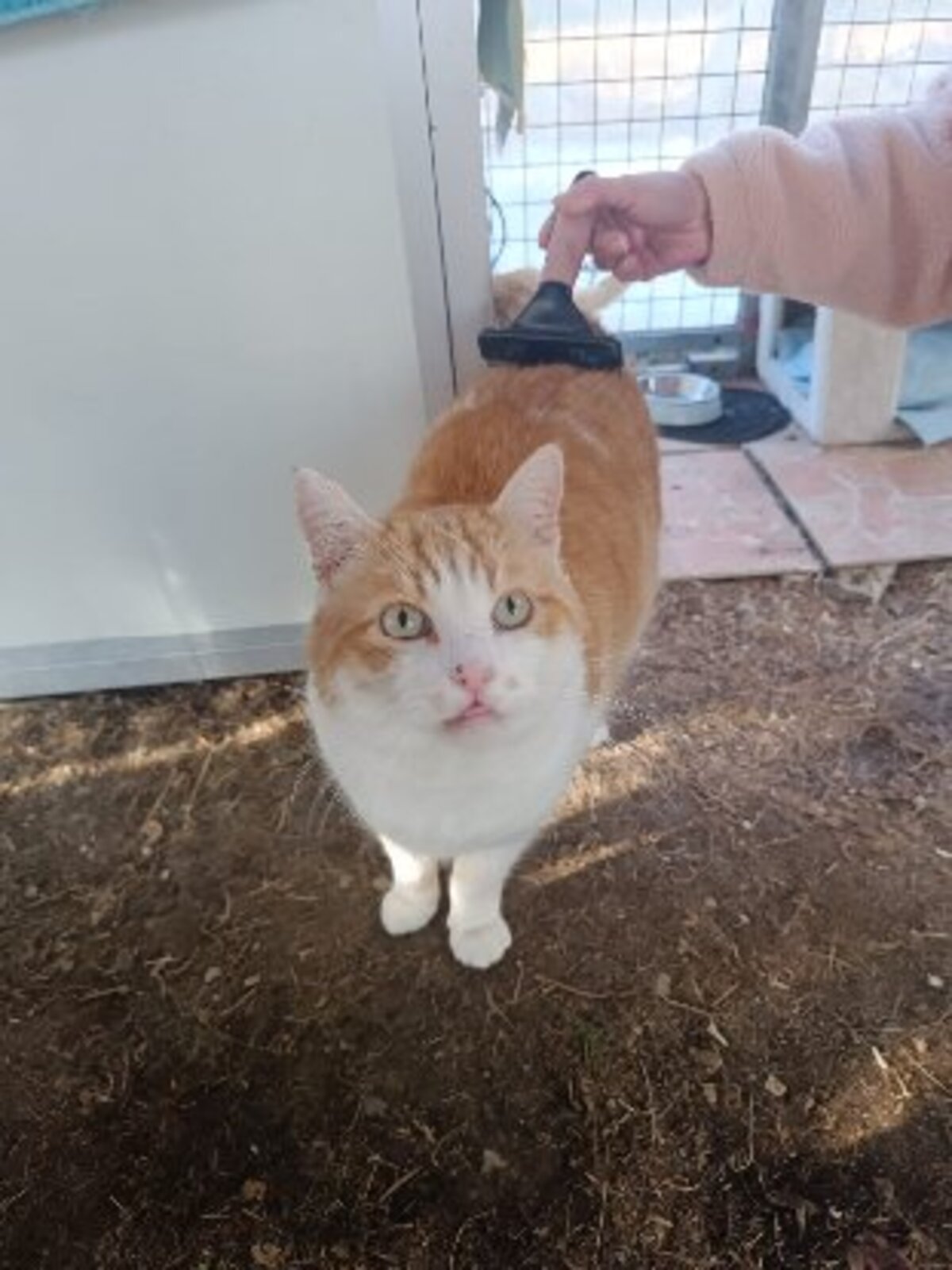 Adoption Oasis
