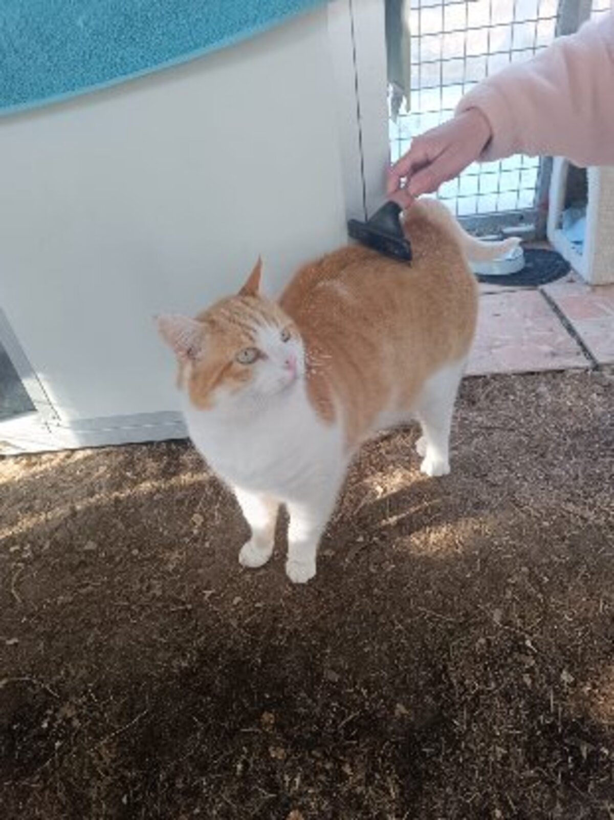 Adoption Oasis