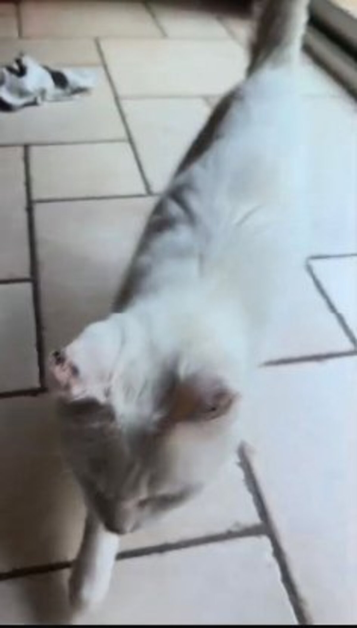 Adoption Odane