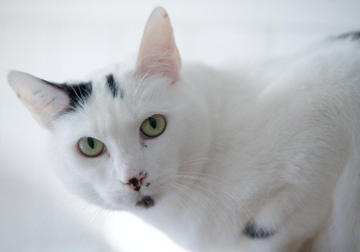 Adoption Oggy