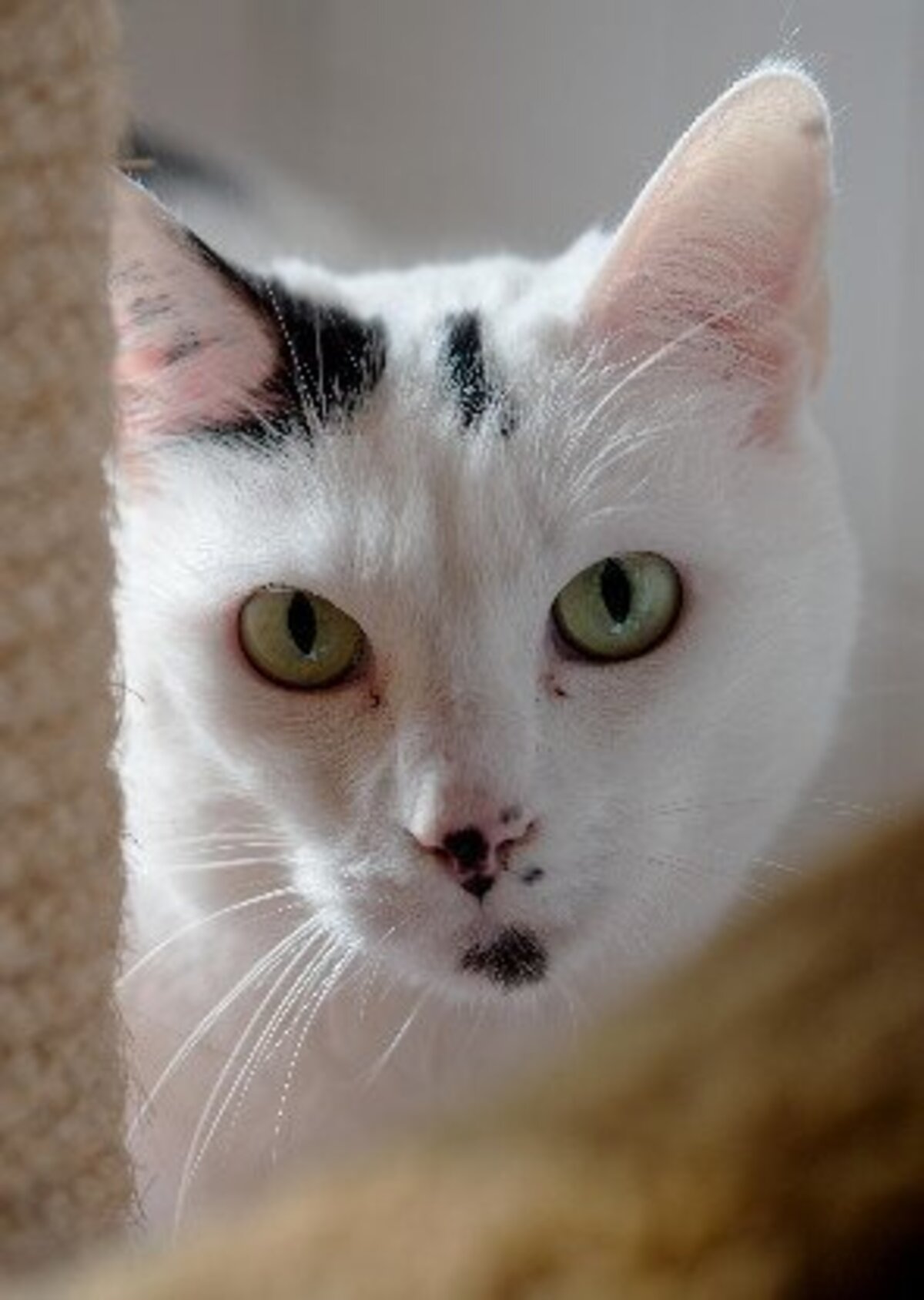 Adoption Oggy