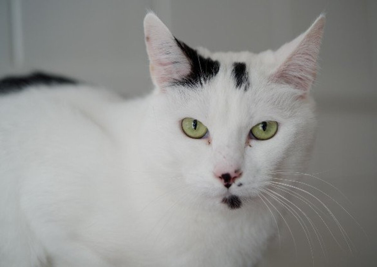 Adoption Oggy