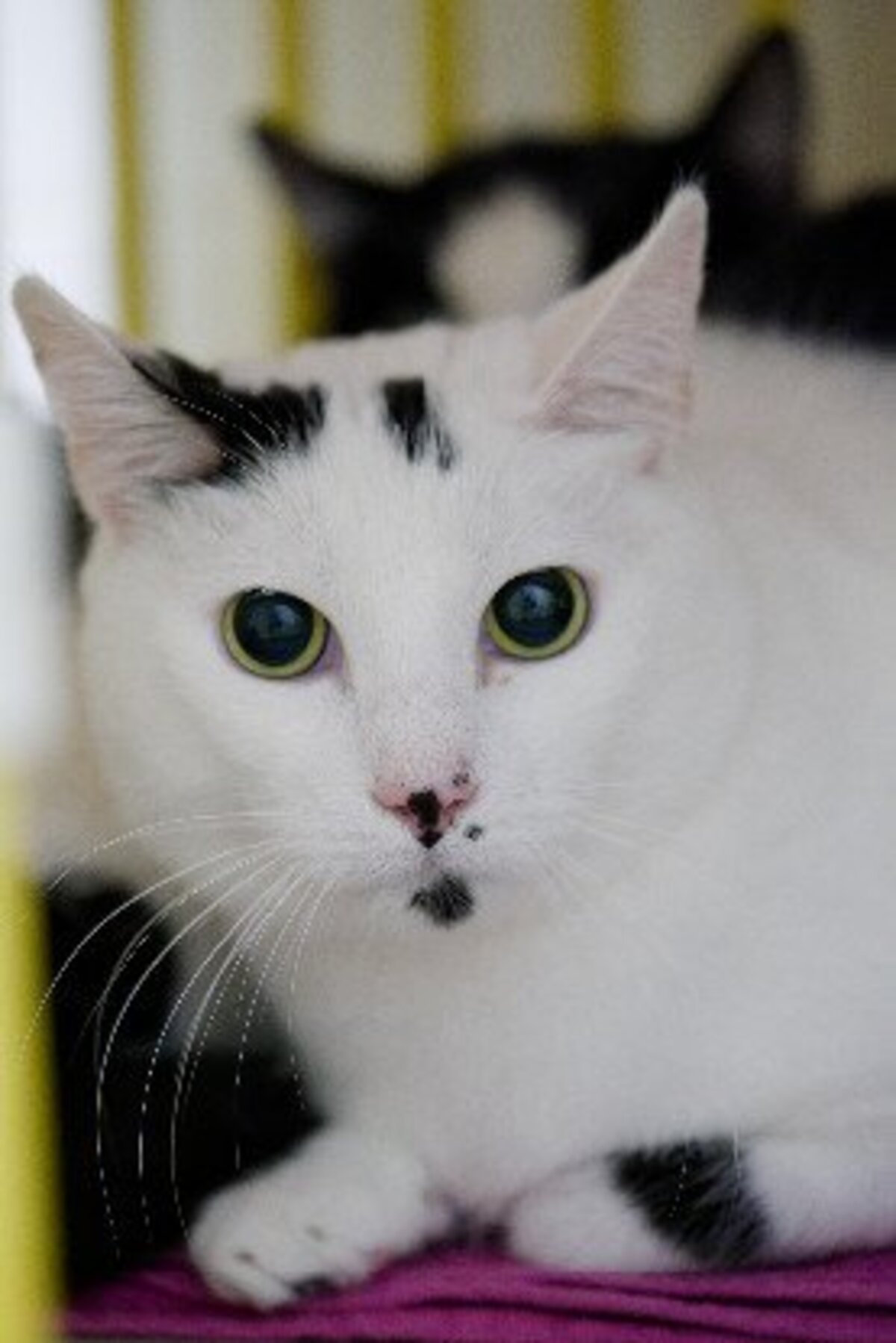 Adoption Oggy