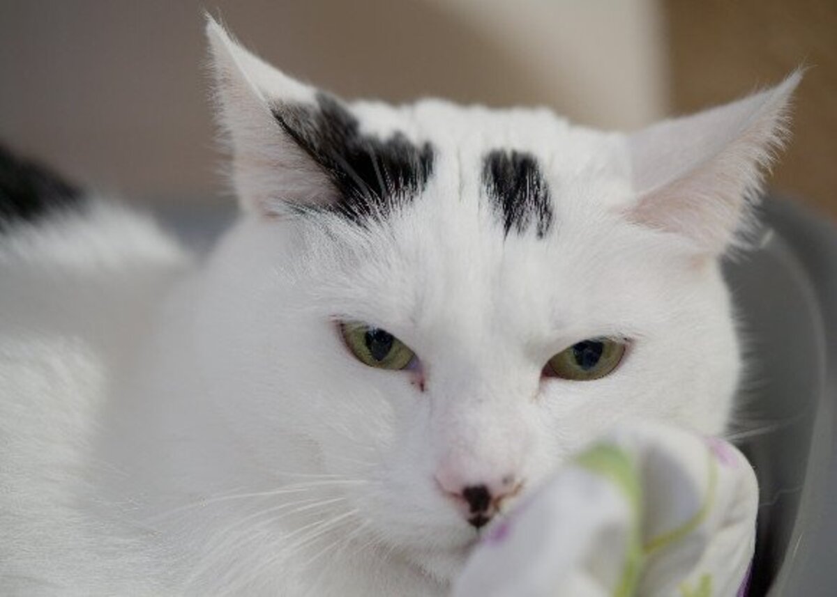 Adoption Oggy