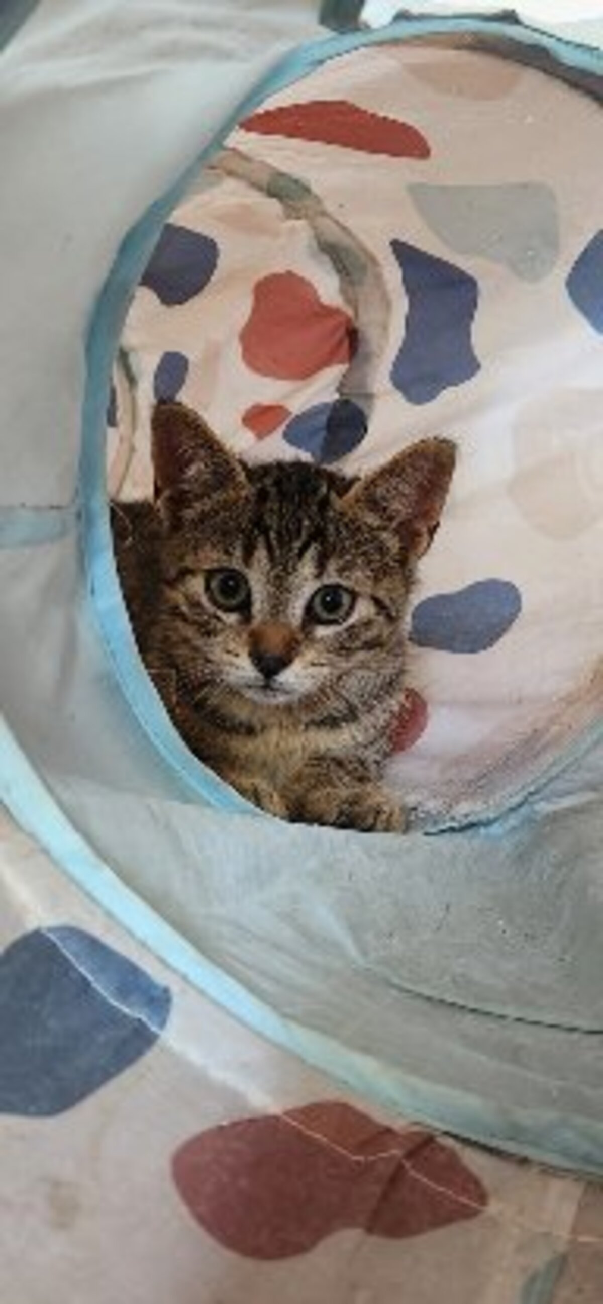 Adoption Okaïdo