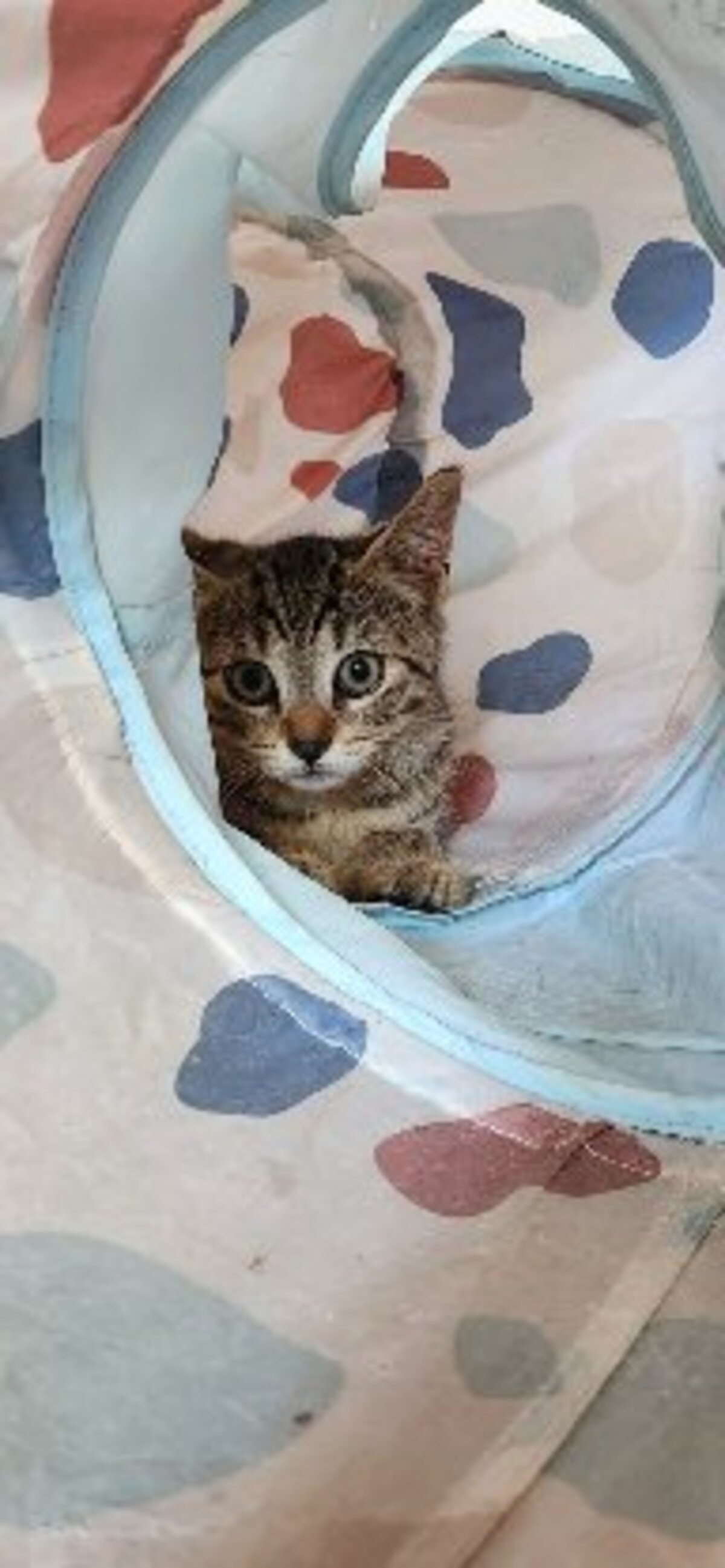 Adoption Okaïdo