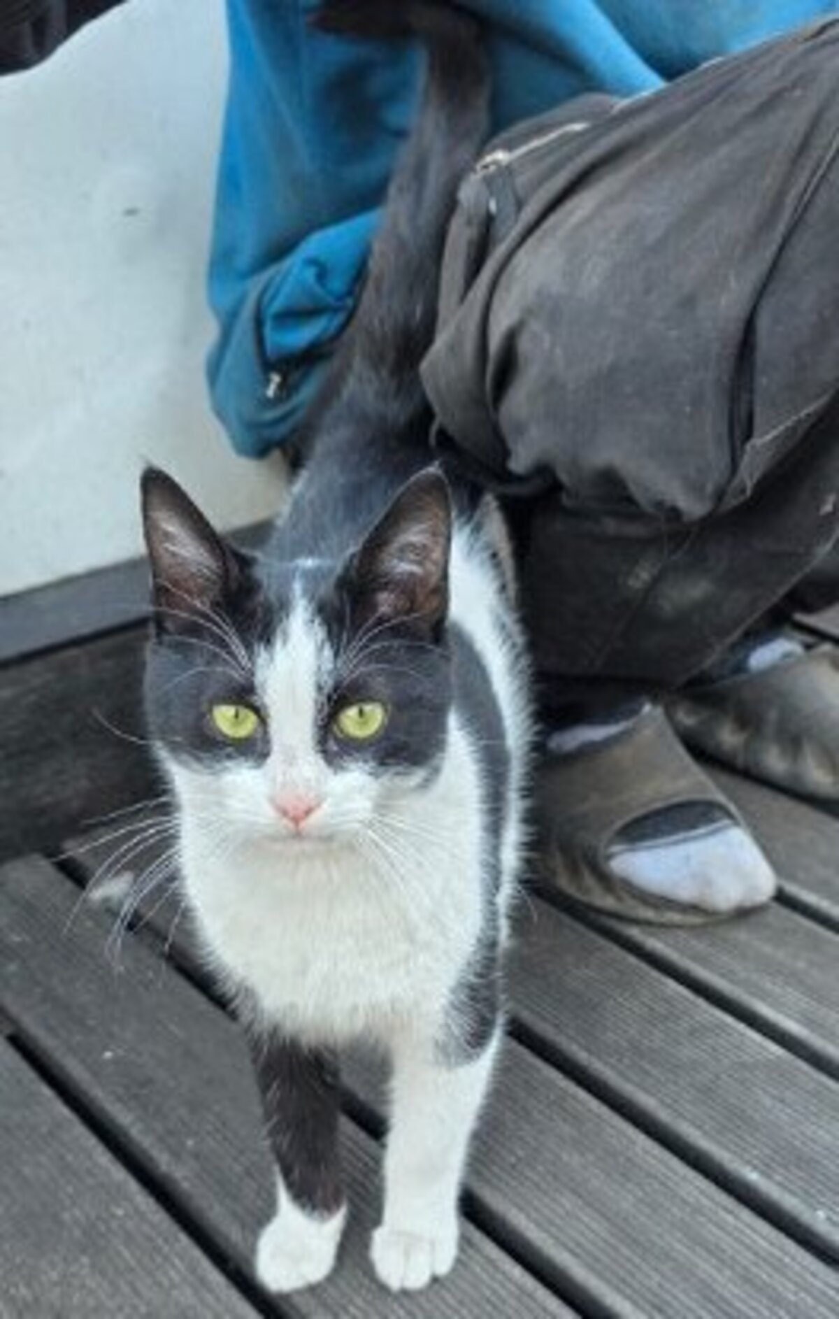 Adoption Olaf
