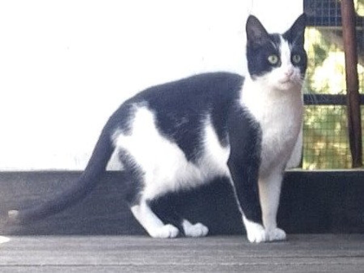 Adoption Olaf