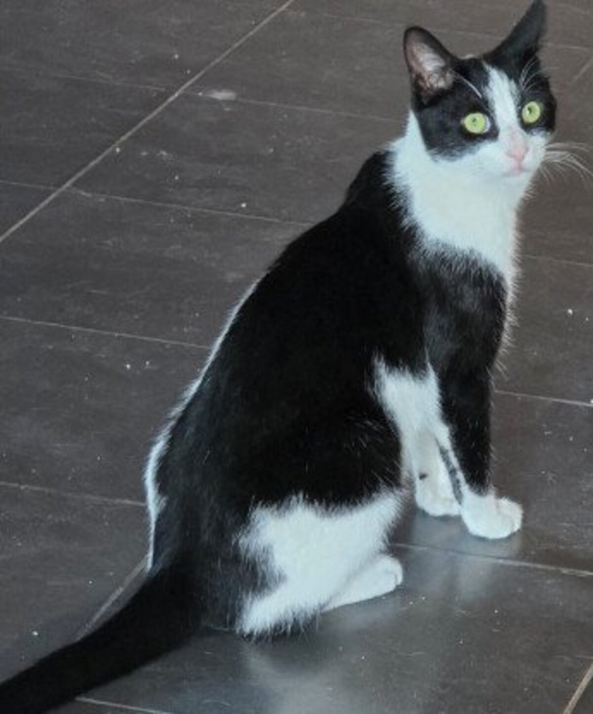 Adoption Olaf