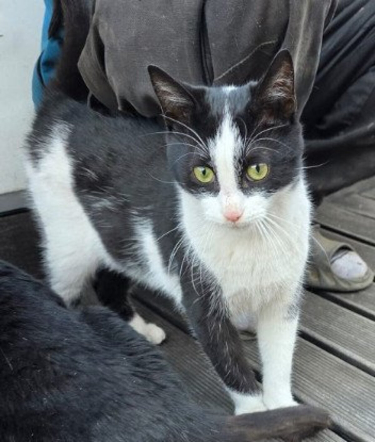 Adoption Olaf