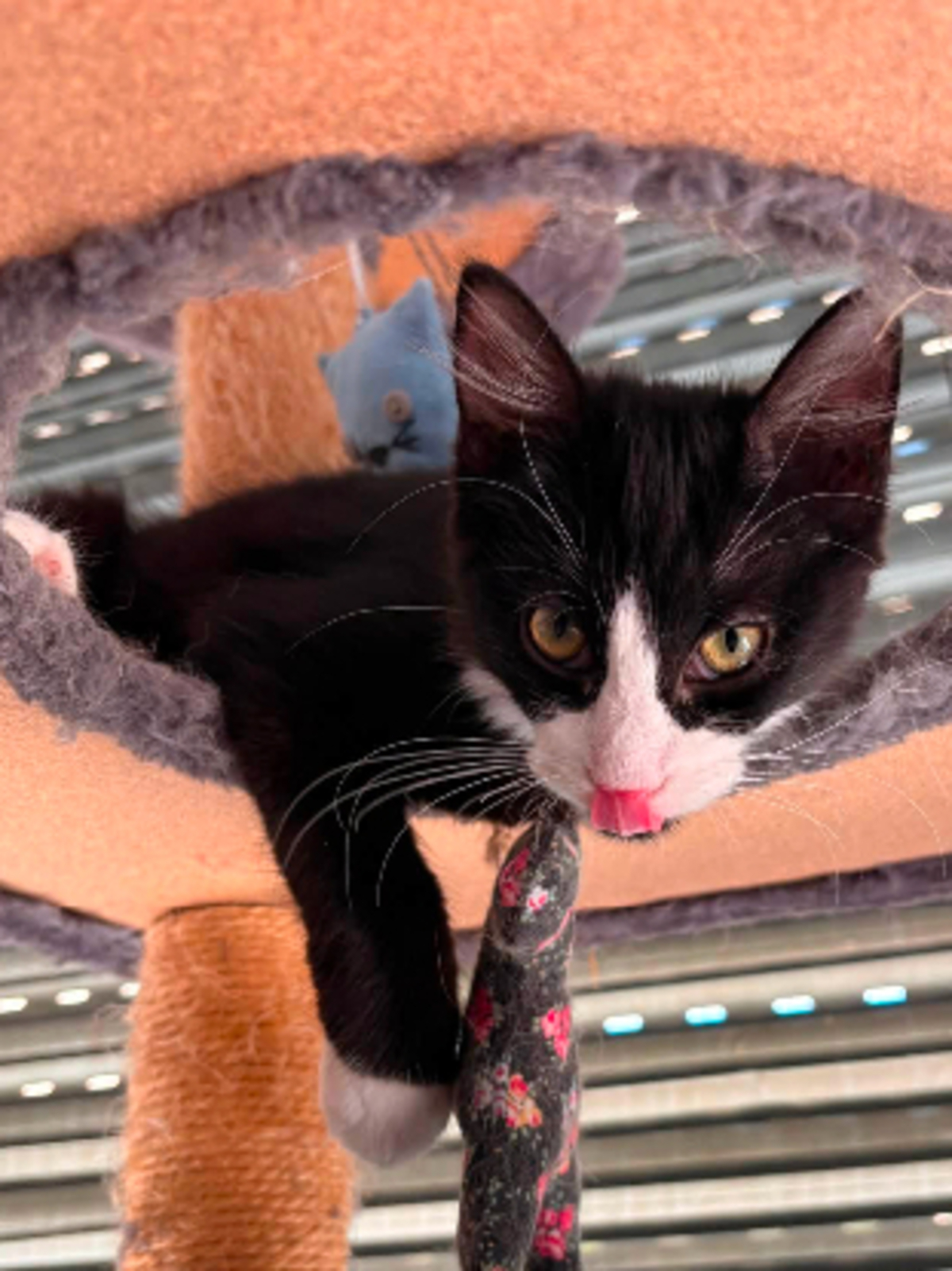 Adoption Olive