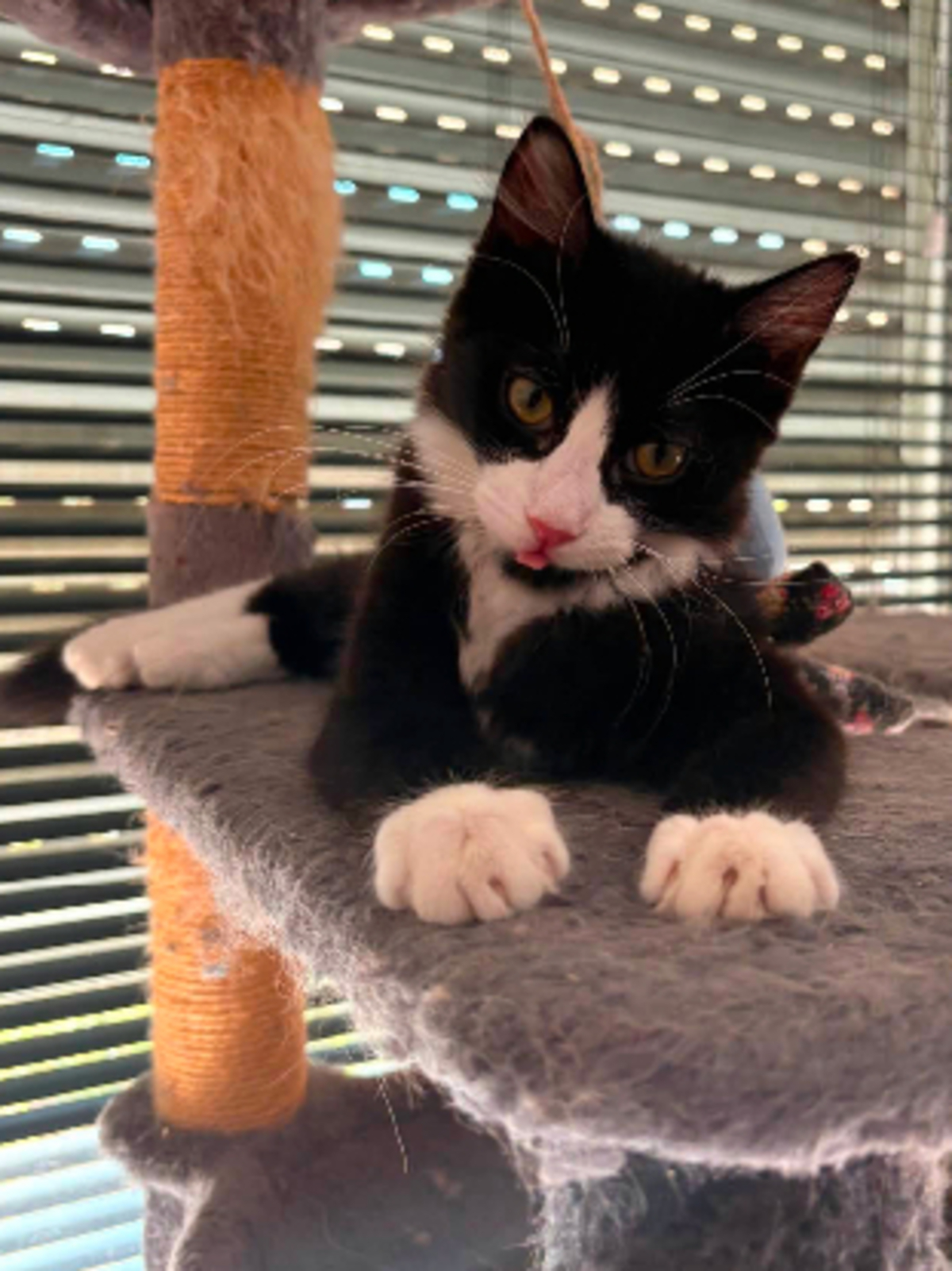 Adoption Olive