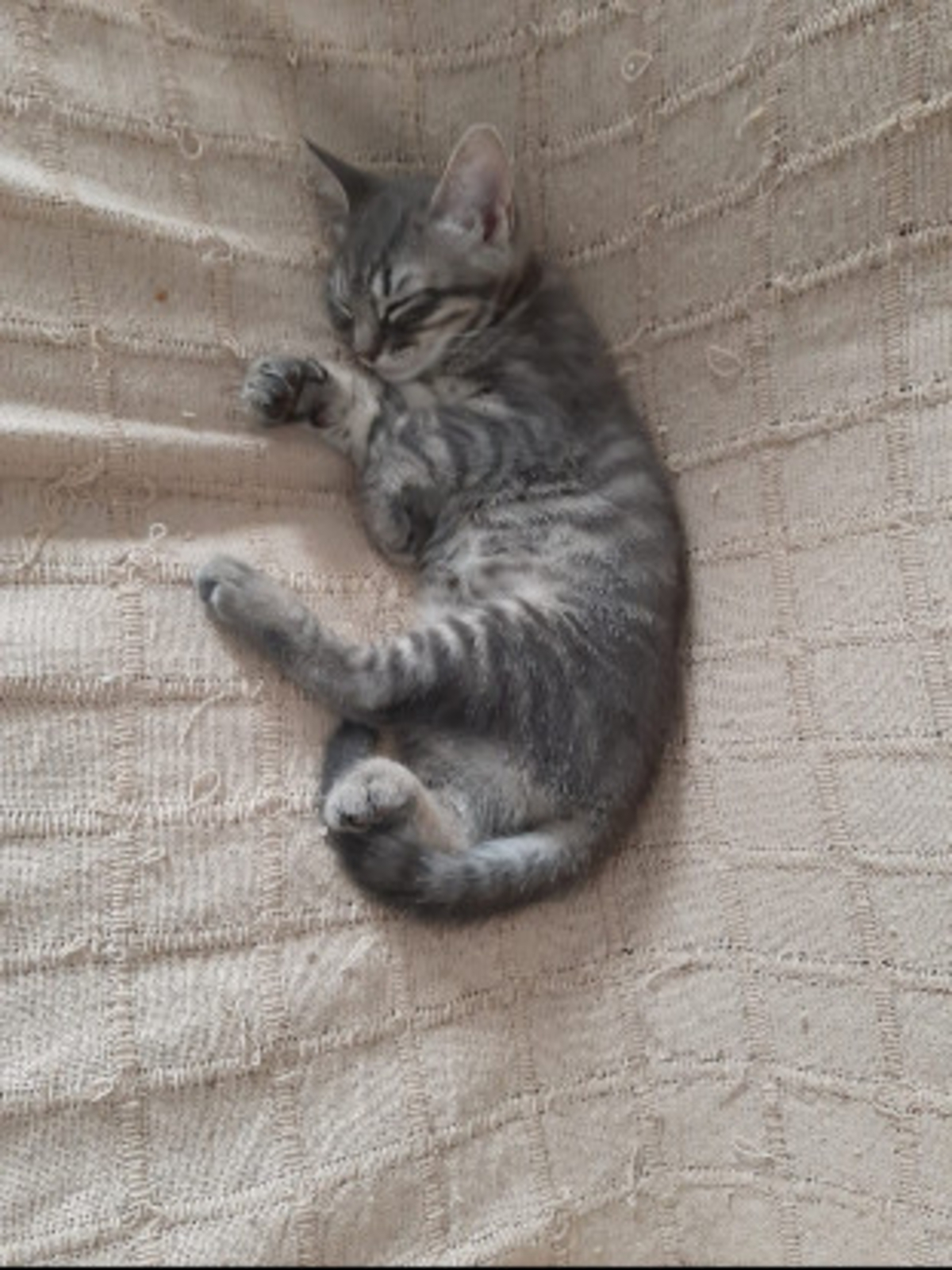 Adoption Olive