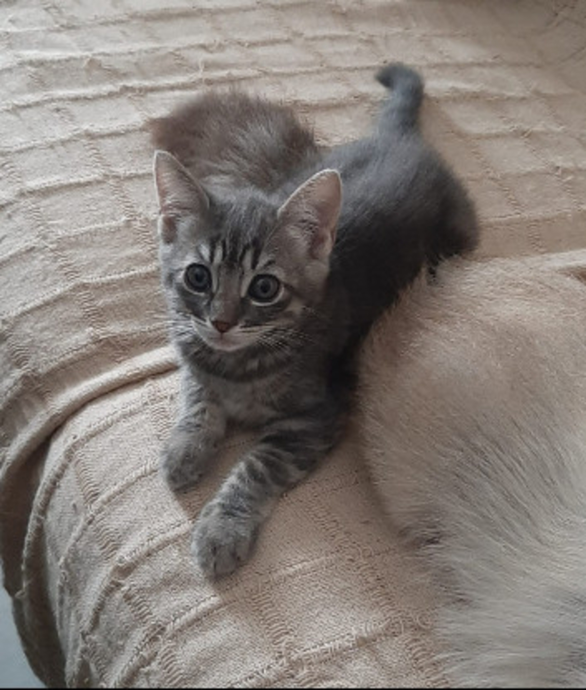 Adoption Olive
