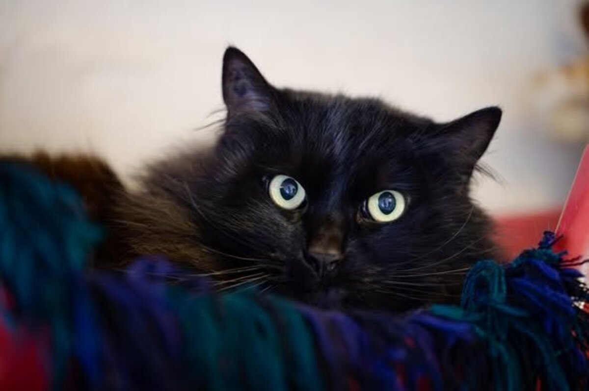 Adoption Oliver