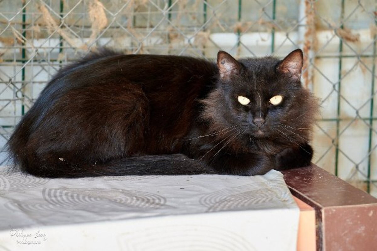 Adoption Oliver