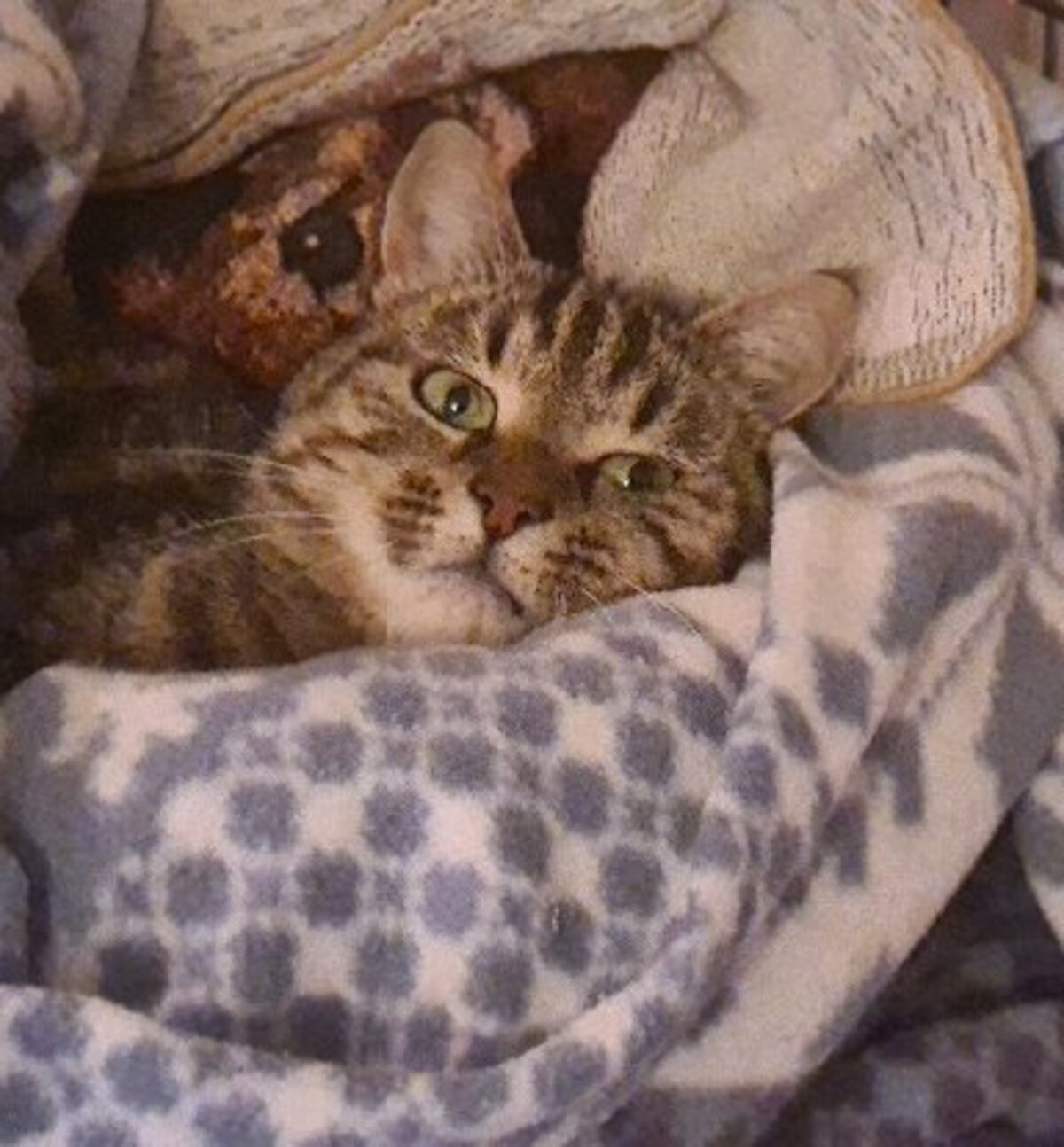 Adoption Olivia