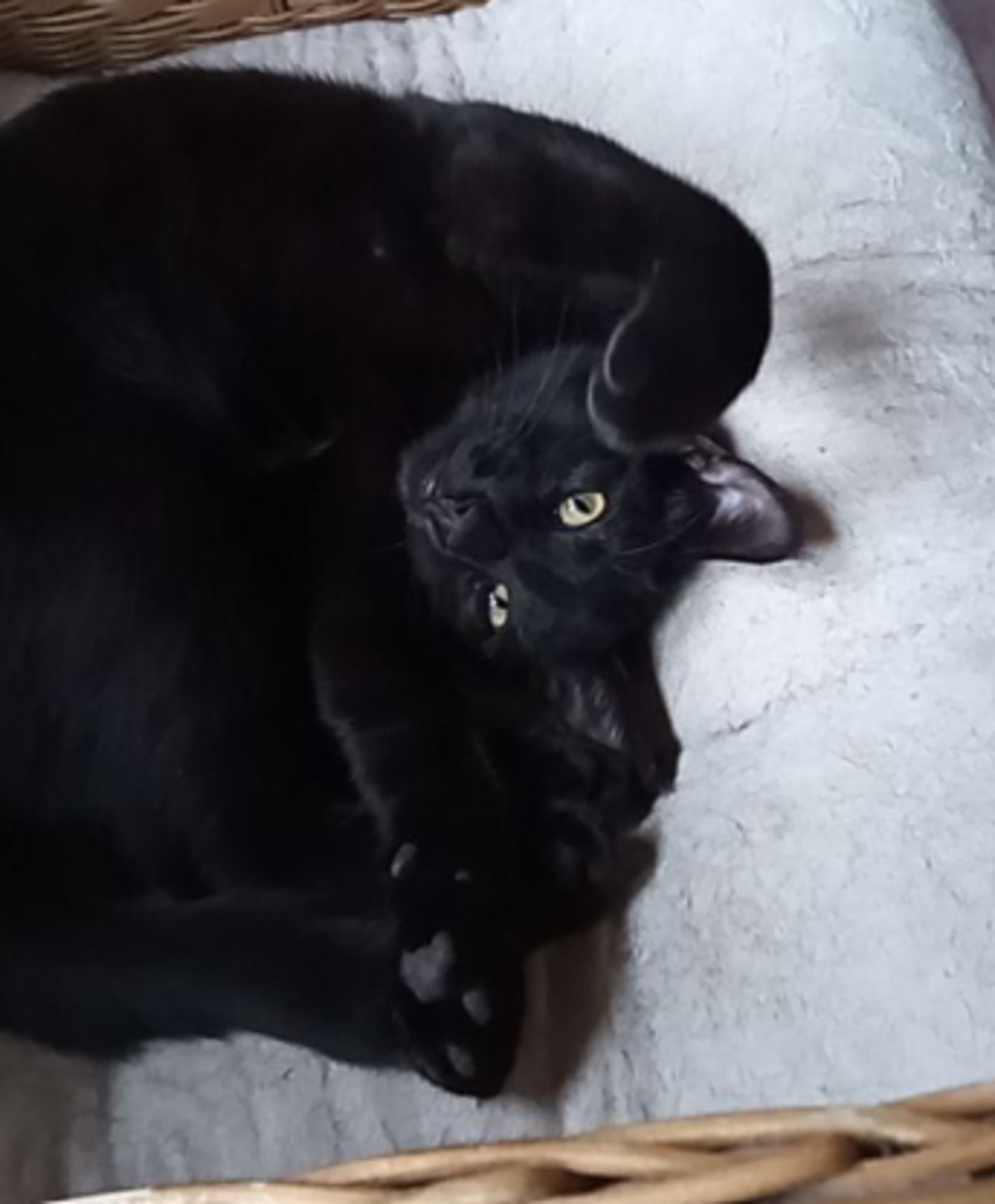 Adoption Olivier