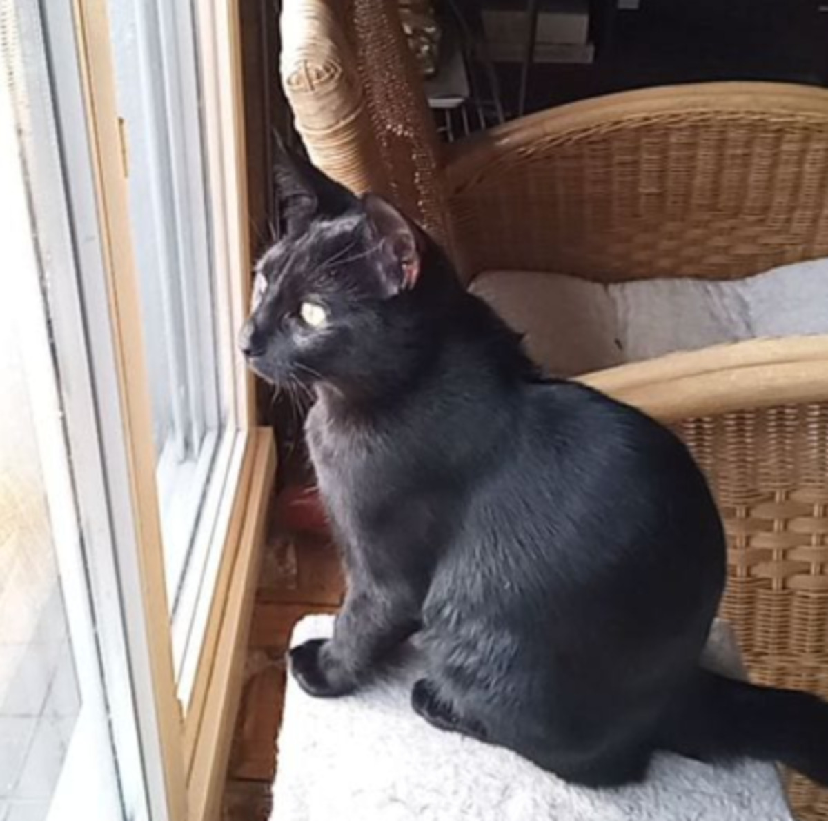 Adoption Olivier