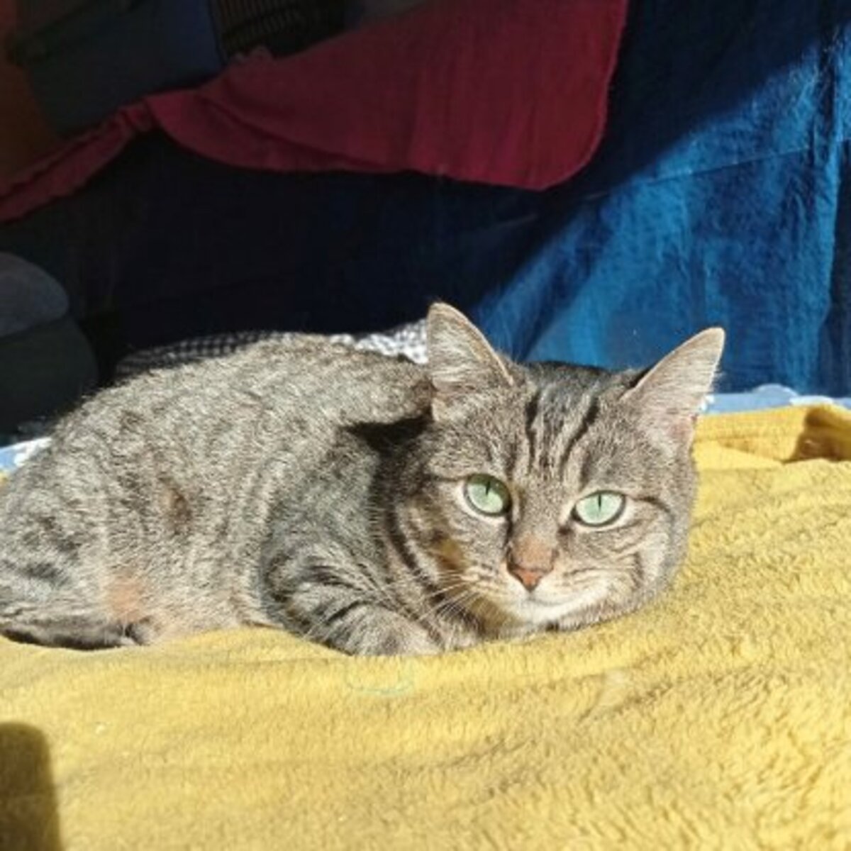 Adoption Olympe