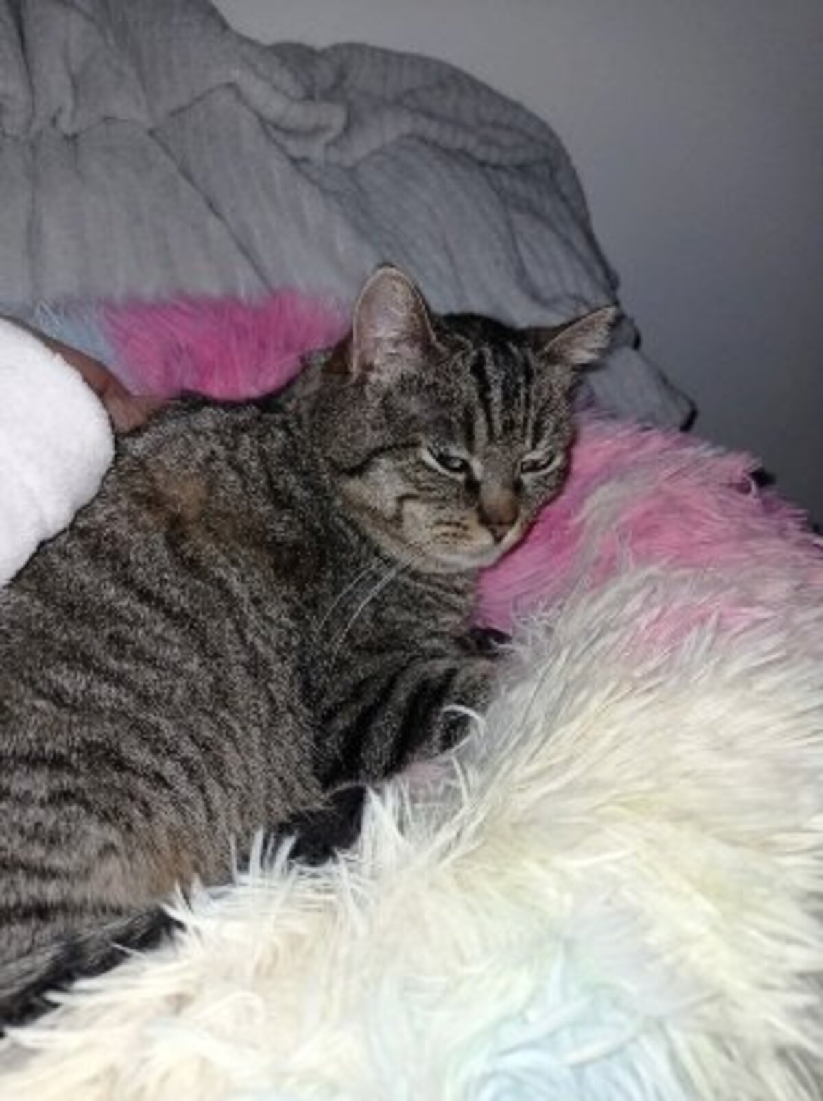 Adoption Olympe