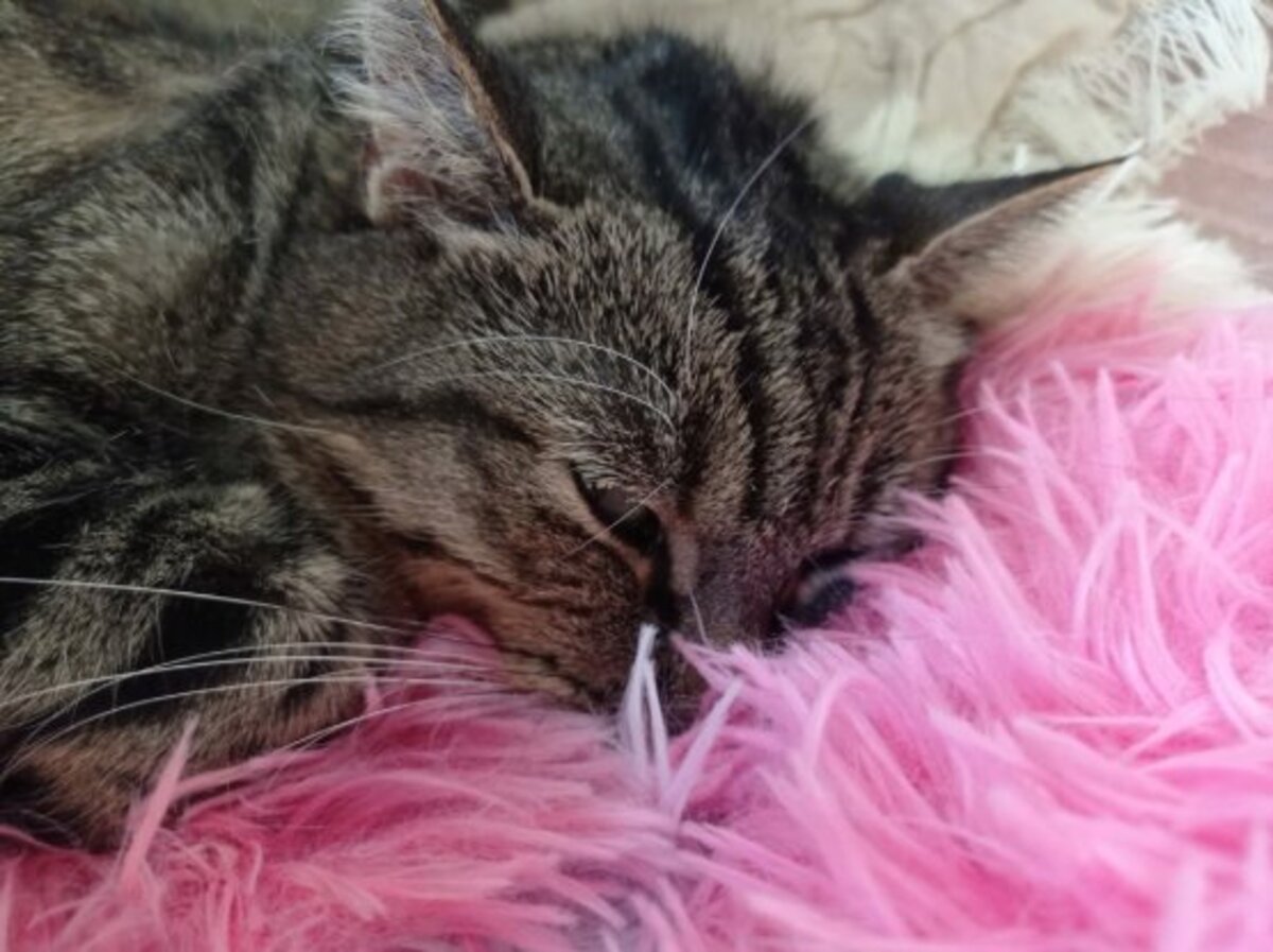 Adoption Olympe