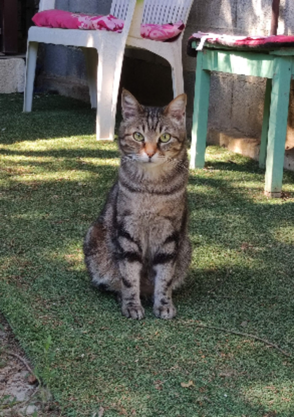 Adoption Omer