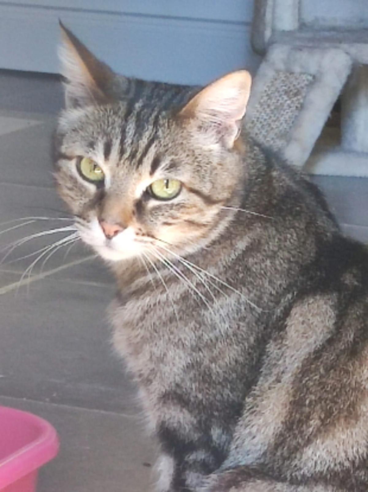 Adoption Omer