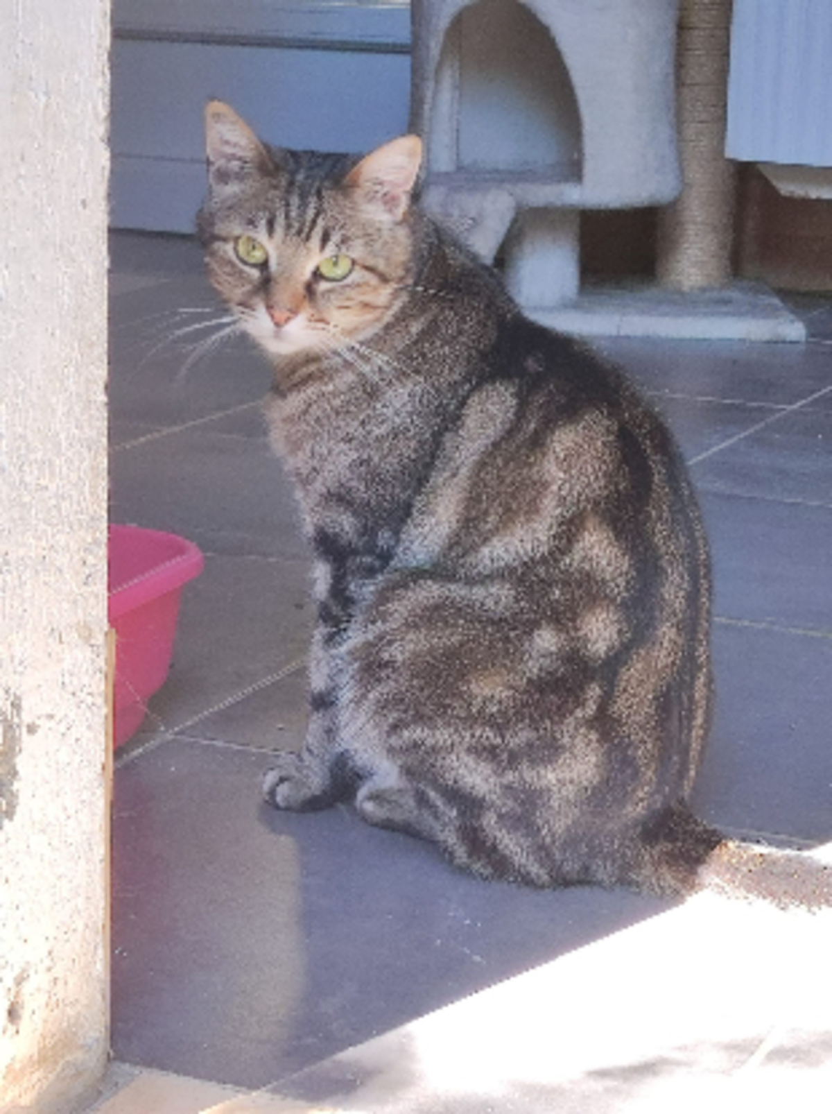 Adoption Omer
