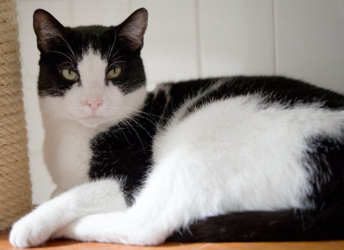 Adoption Oneil