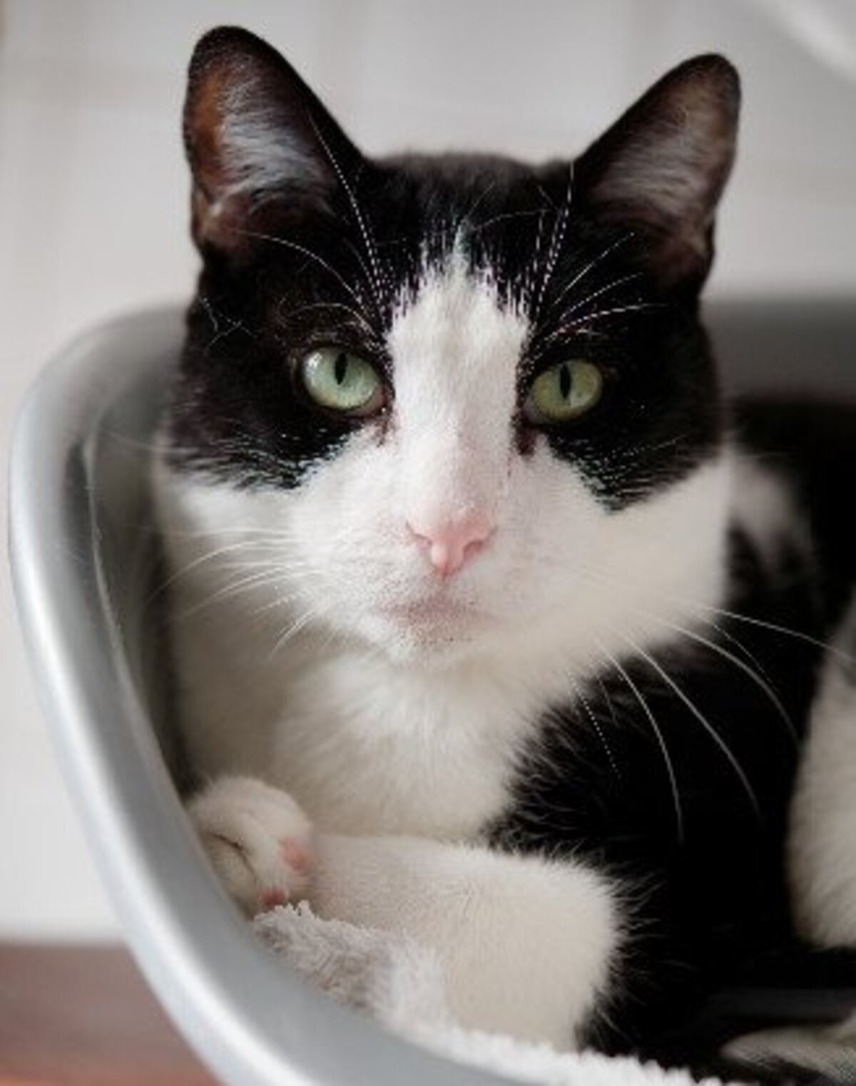 Adoption Oneil