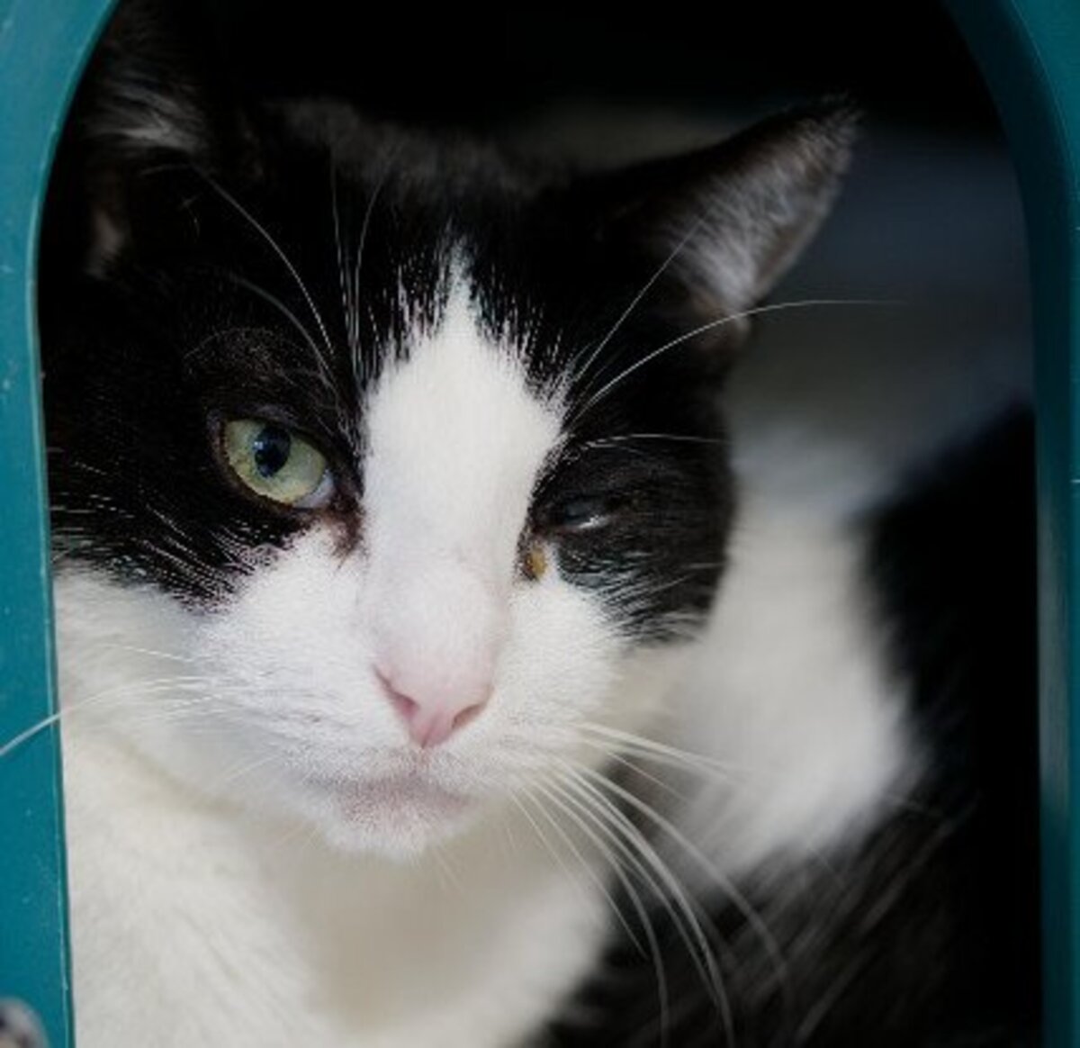 Adoption Oneil