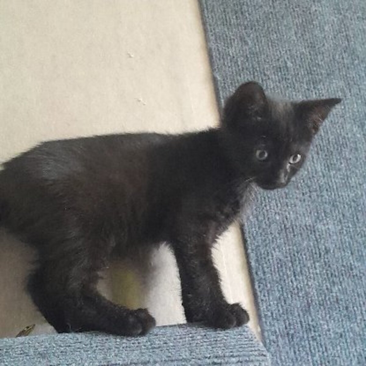 Adoption Onyx