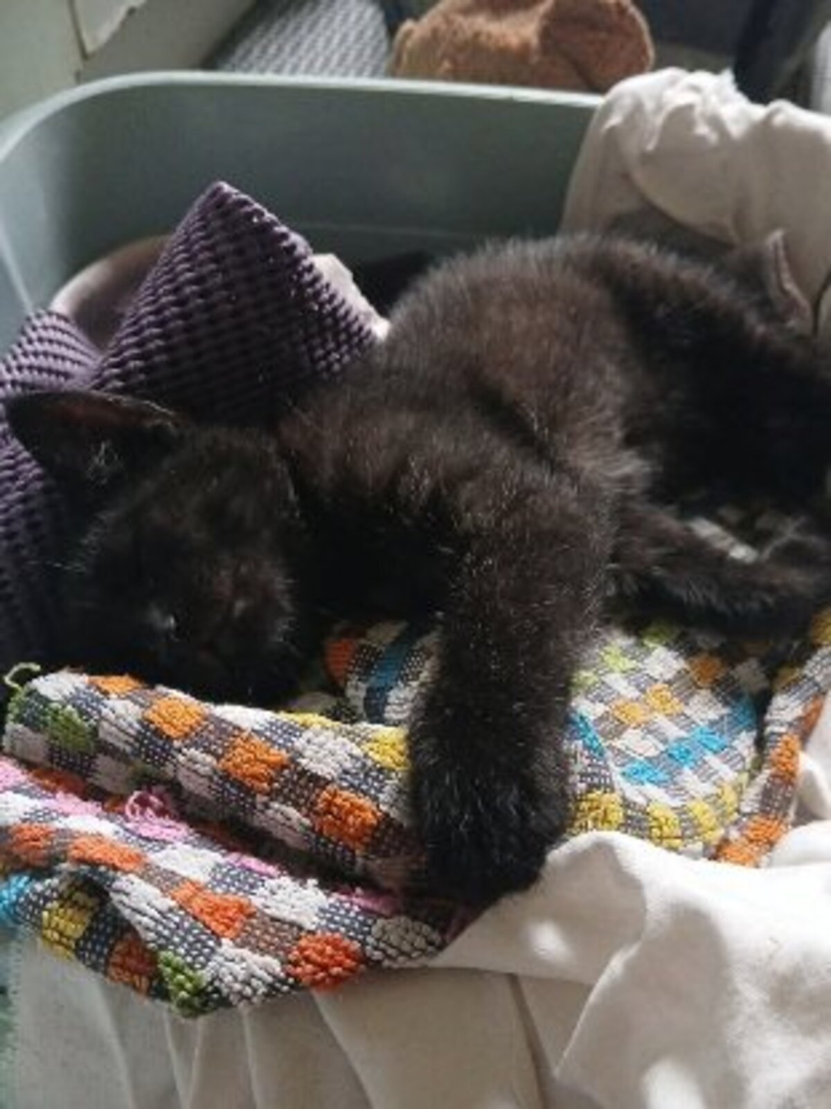 Adoption Onyx