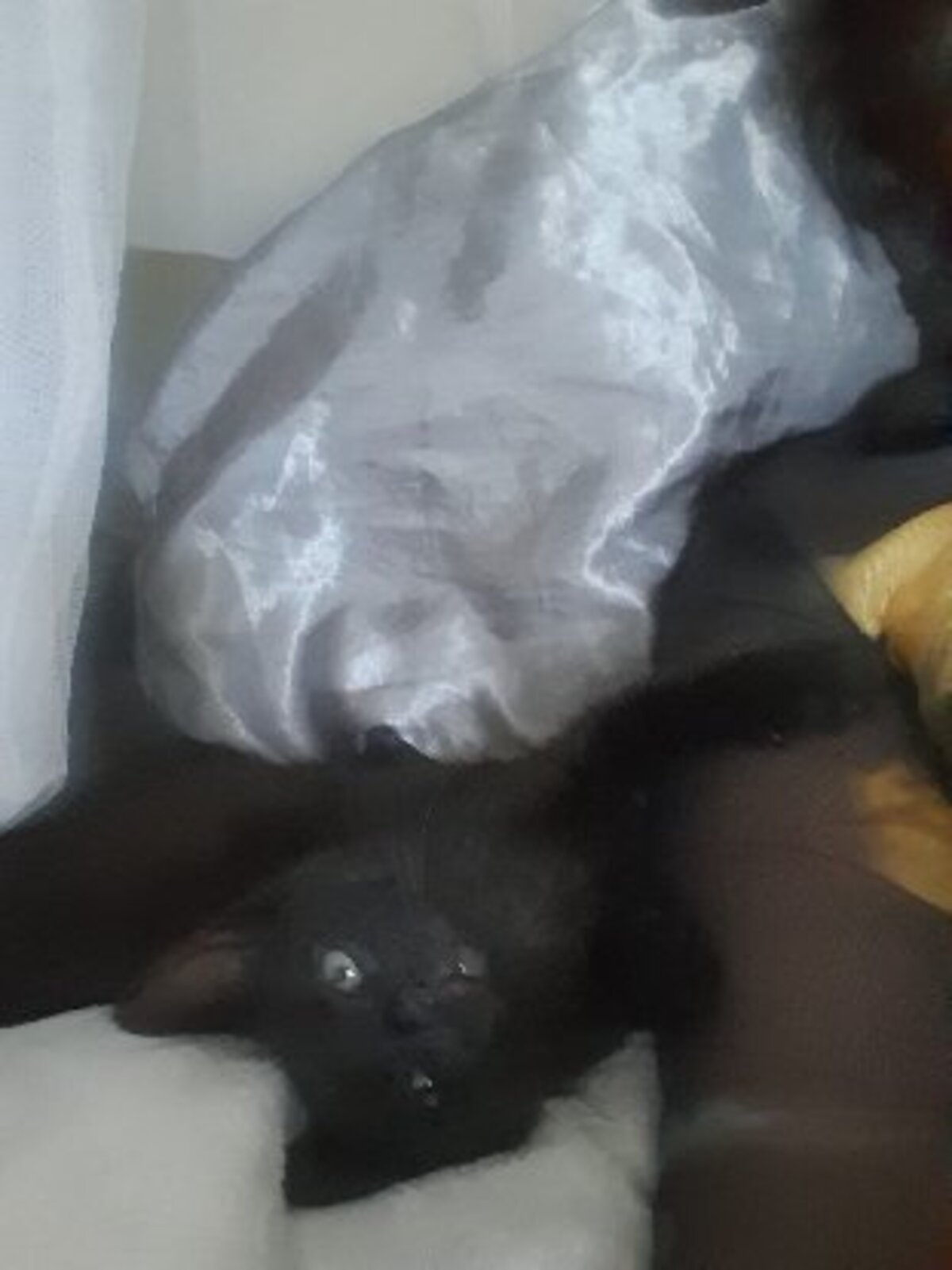 Adoption Onyx