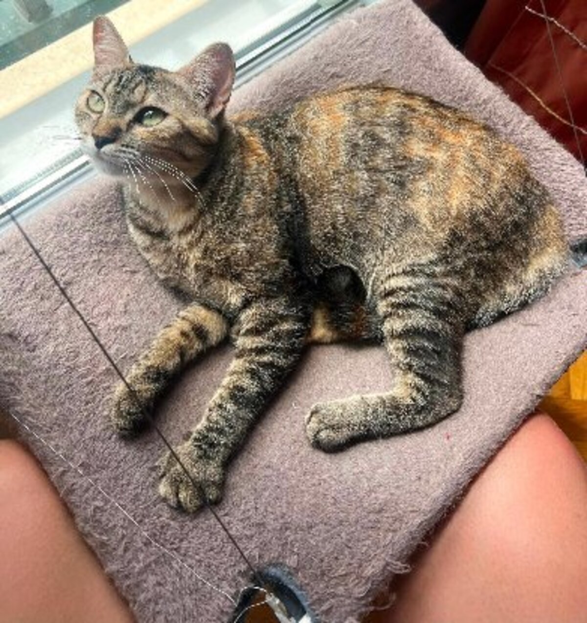 Adoption Ophélia