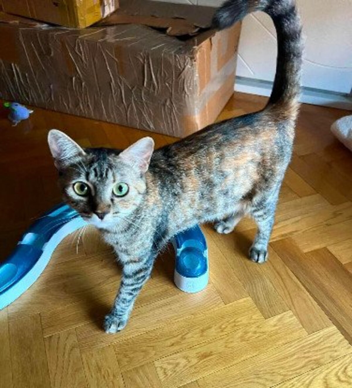 Adoption Ophélia
