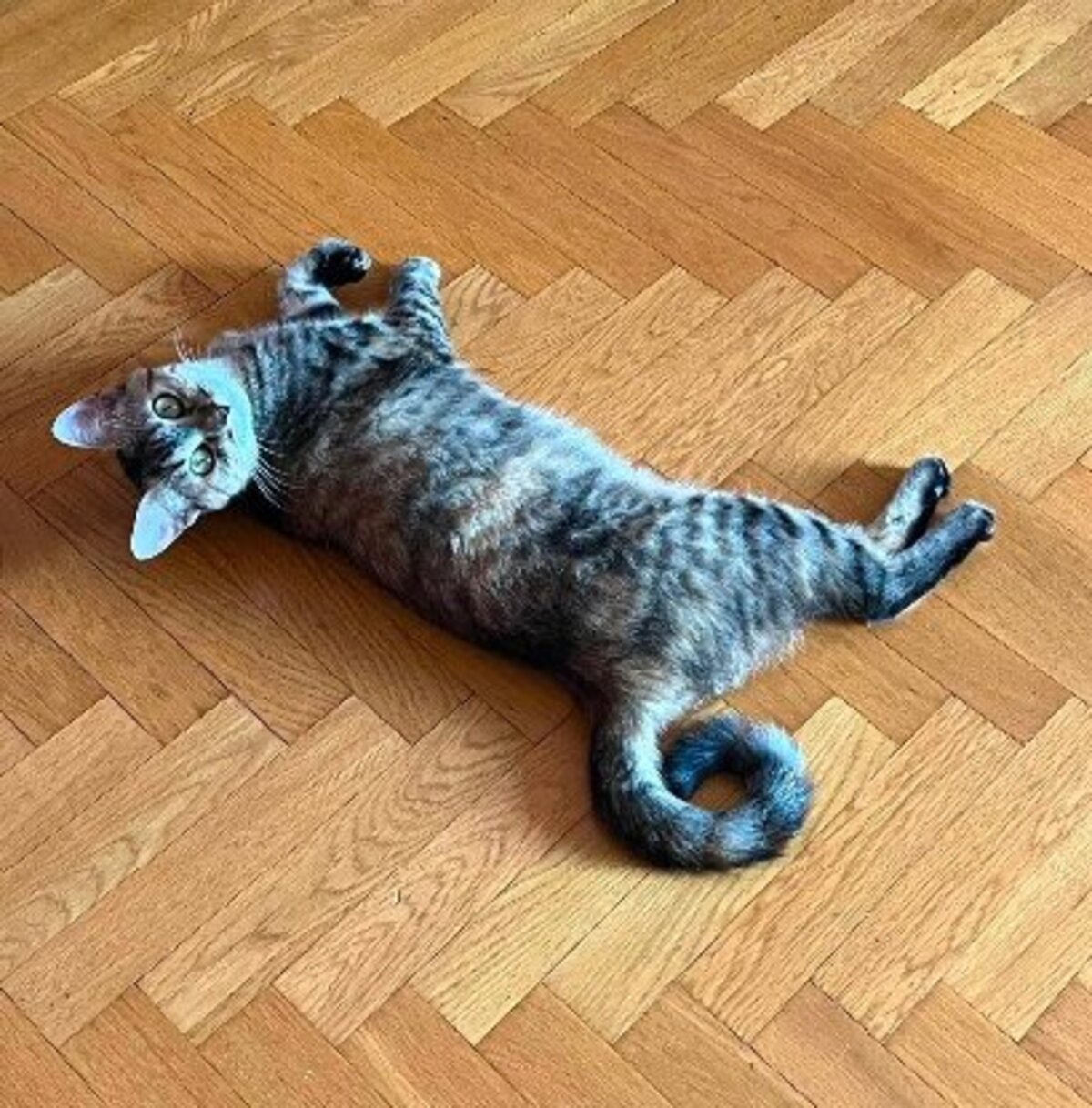 Adoption Ophélia