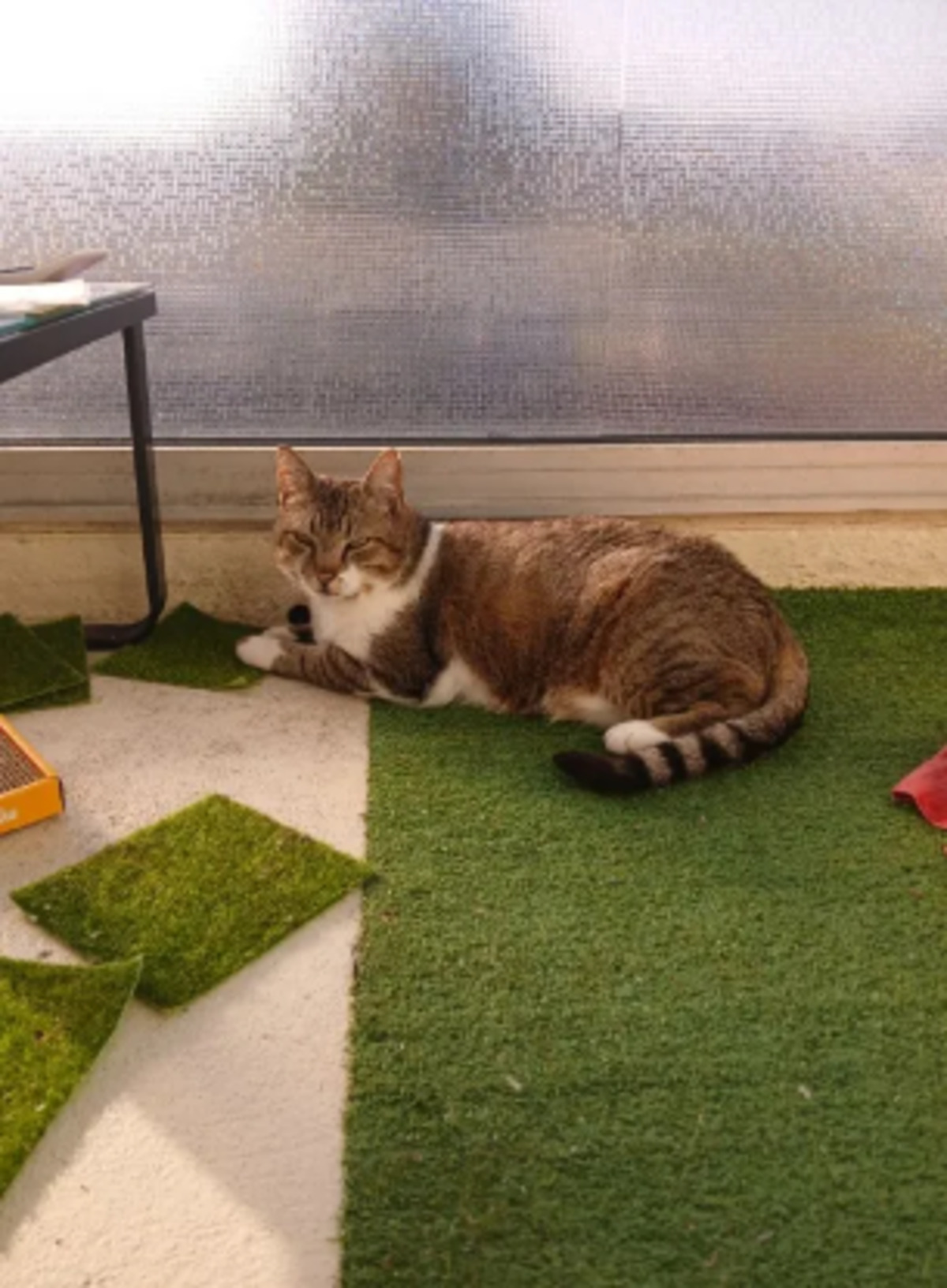 Adoption Ophélio